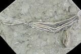 Plate Of Crinoid Fossils - Crawfordsville, Indiana #94482-2